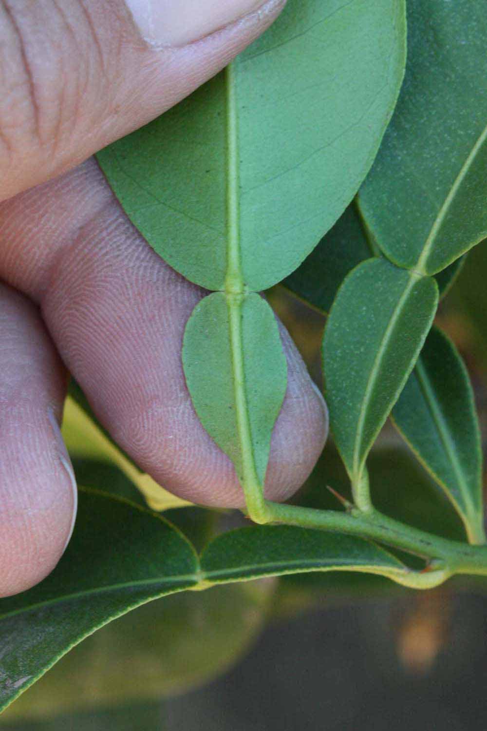              Petiole (Riverside, CA)       